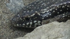 Chalcides ocellatus