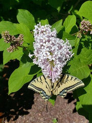 Papilio multicaudata