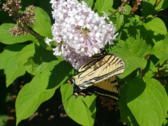 Papilio multicaudata