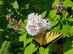 Papilio multicaudata