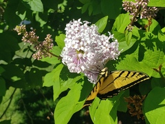 Papilio multicaudata