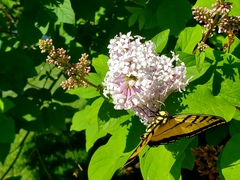Papilio multicaudata