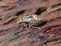 Nimbopsocus australis