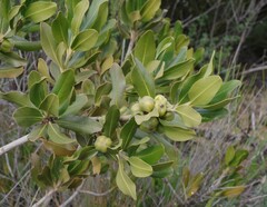 Hyaenanche globosa