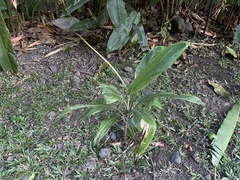 Cordyline fruticosa