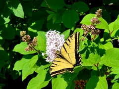 Papilio multicaudata