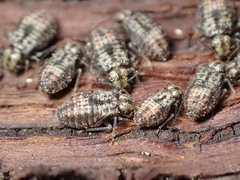 Nimbopsocus australis