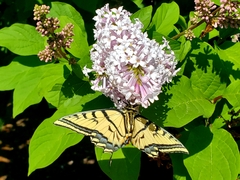 Papilio multicaudata