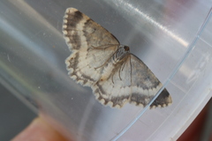 Charissa glaucinaria