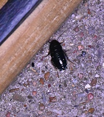 Blatta orientalis