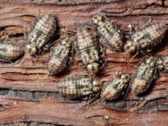 Nimbopsocus australis