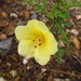 Desert Rosemallow - Photo (c) gabinus2003, some rights reserved (CC BY-NC), uploaded by gabinus2003