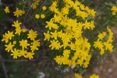 Euryops