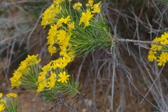 Euryops