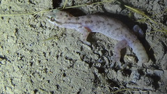 Hemidactylus robustus
