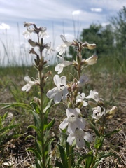 Penstemon albidus