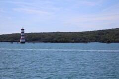 Sterna striata striata