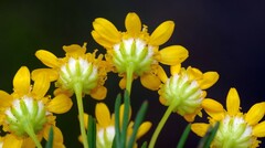Euryops
