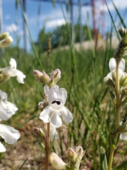 Penstemon albidus