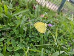Eurema hecabe