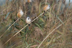 Panurus biarmicus