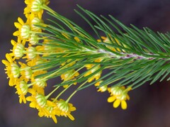 Euryops