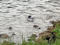 Varanus salvator macromaculatus