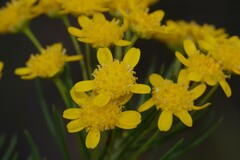 Euryops
