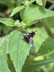 Gymnosoma