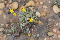 Othonninae