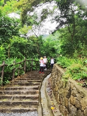 Lissachatina immaculata