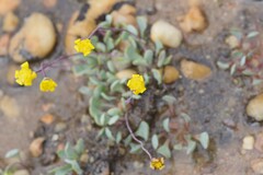 Othonninae