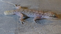 Hemidactylus robustus