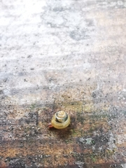 Lissachatina immaculata