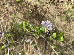 Ehretia rigida