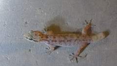 Hemidactylus robustus