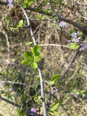 Ehretia rigida
