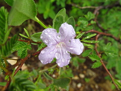 Ruellia