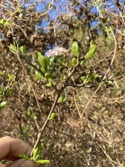 Ehretia rigida
