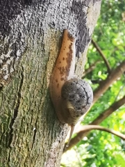 Lissachatina immaculata