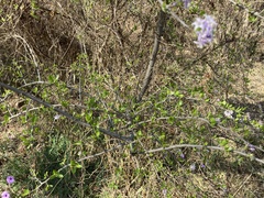 Ehretia rigida