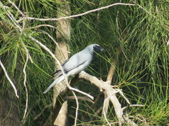 Coracina novaehollandiae