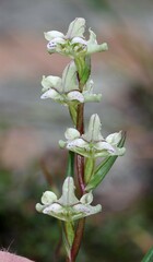 Disperis circumflexa aemula