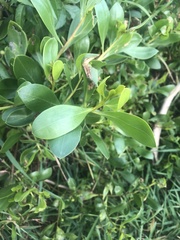 Myoporum boninense