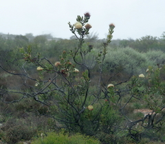Protea glabra