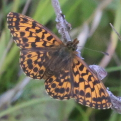 Boloria dia