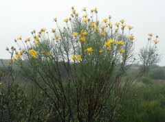 Euryops speciosissimus