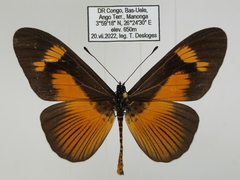 Acraea paragea