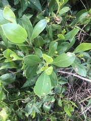 Myoporum boninense