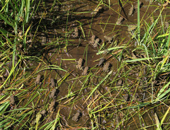 Anaxyrus boreas boreas